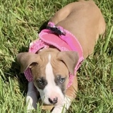 Entry image for Lily 