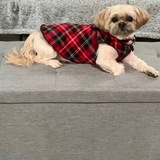 Entry image for Buddy 