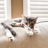 Entry image for Lulu 