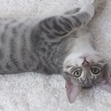 Entry image for Pixie