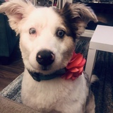Entry image for Annie