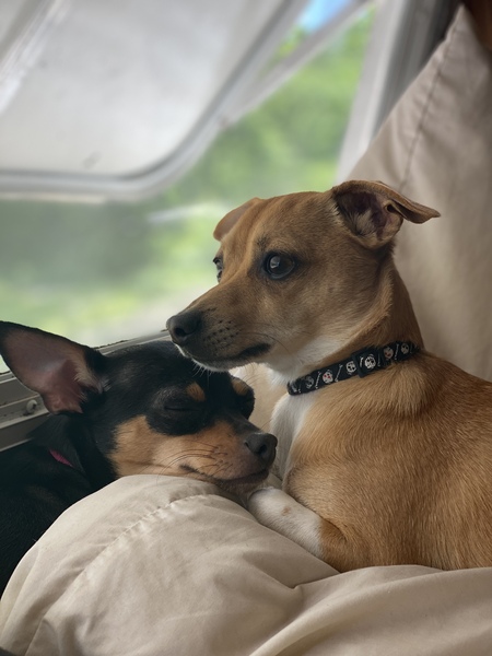 Entry image for Kilo & Luna . Clicking this image will show a larger photo