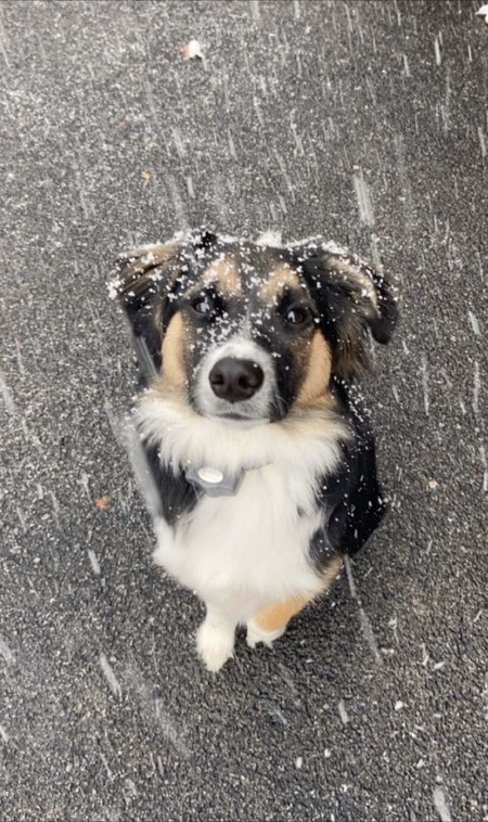 Entry image for Tucker. Clicking this image will show a larger photo