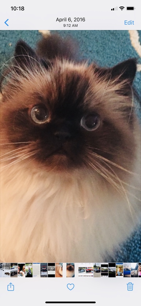 Entry image for Lola. Clicking this image will show a larger photo
