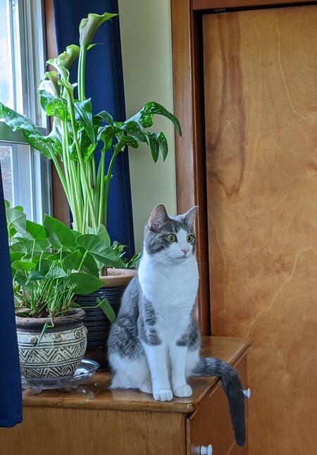 Entry image for Jett. Clicking this image will show a larger photo
