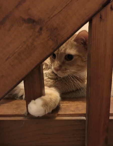 Entry image for Mr. Weasley . Clicking this image will show a larger photo