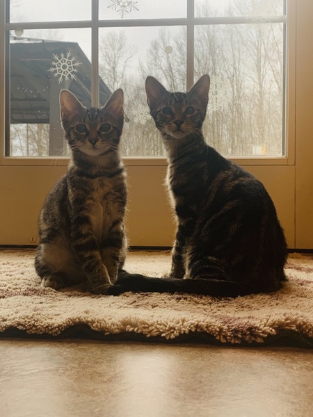 Entry image for Max and Millie. Clicking this image will show a larger photo
