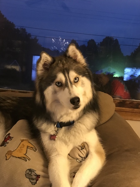 Entry image for Luna. Clicking this image will show a larger photo