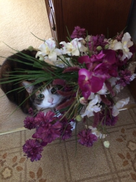 Entry image for MOLLY. Clicking this image will show a larger photo