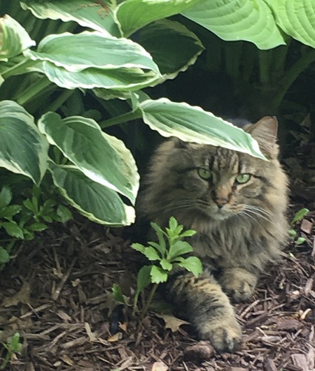 Entry image for Buddy aka Da Floof. Clicking this image will show a larger photo
