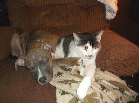 Entry image for Brittie the "Prettie" Pittie and Simba Kat. Clicking this image will show a larger photo