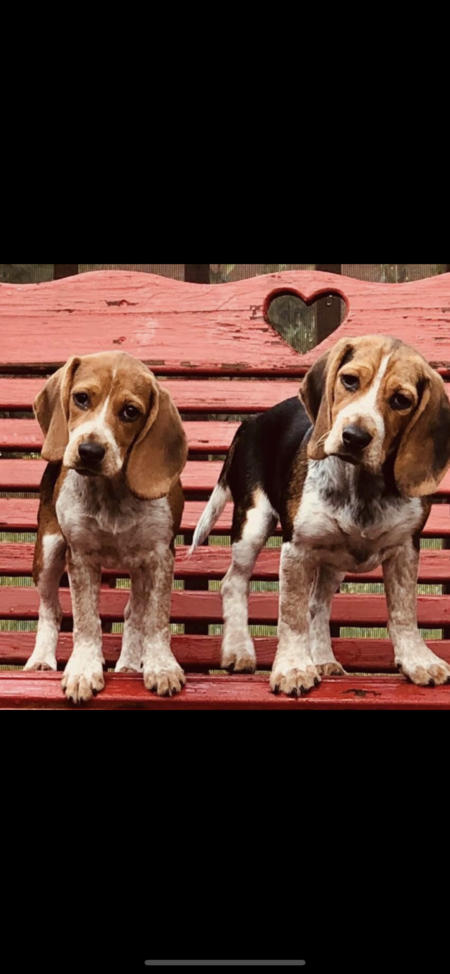 Entry image for Emma and molly . Clicking this image will show a larger photo