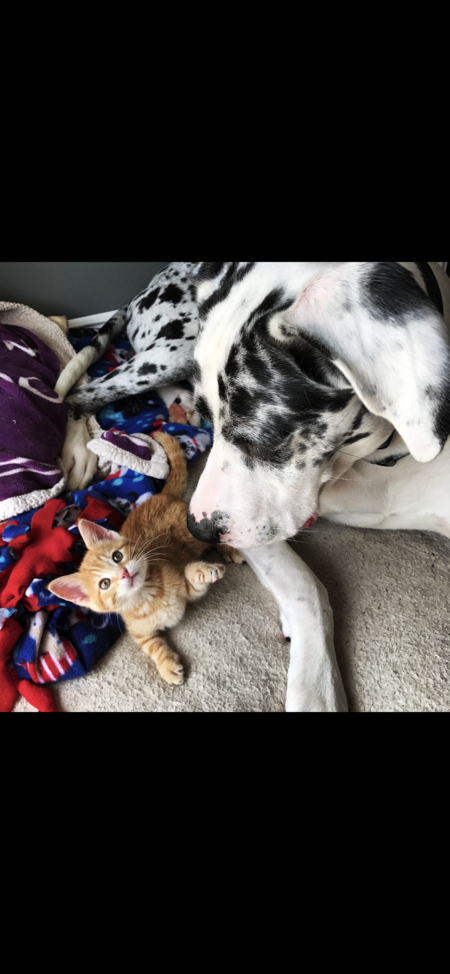 Entry image for Dexter and Theodore . Clicking this image will show a larger photo
