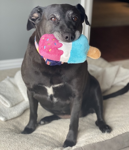Entry image for Bailey. Clicking this image will show a larger photo