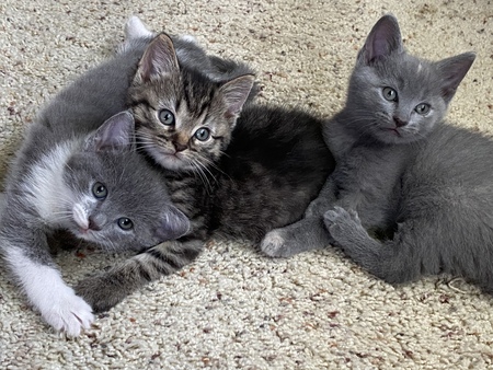 Entry image for Minnie, Harry and Smokey. Clicking this image will show a larger photo