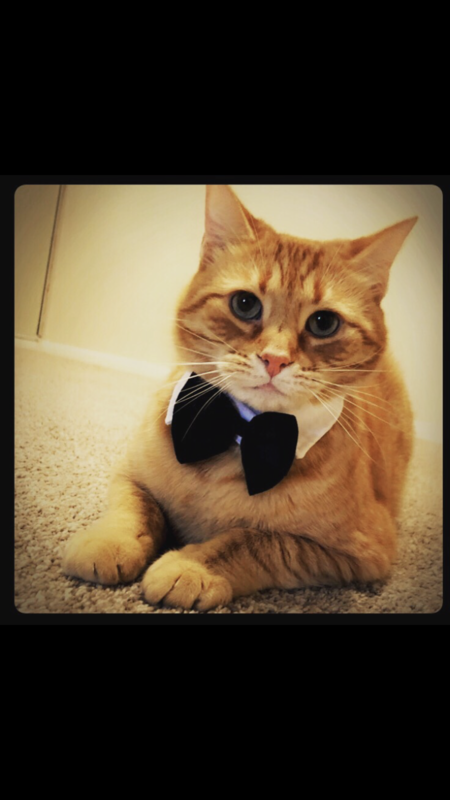 Entry image for Milo. Clicking this image will show a larger photo