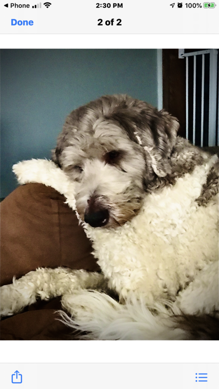 Entry image for Huckleberry . Clicking this image will show a larger photo