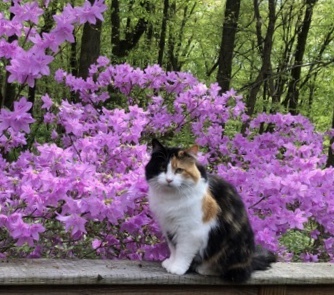 Entry image for Carli. Clicking this image will show a larger photo