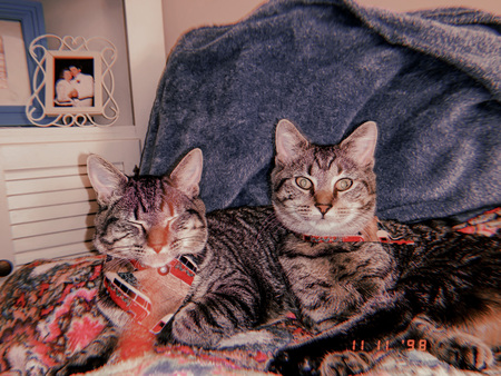 Entry image for Luna and Princess . Clicking this image will show a larger photo