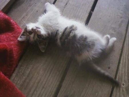 Entry image for Pooka. Clicking this image will show a larger photo