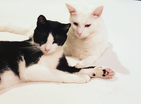 Entry image for Tofu and Fitz. Clicking this image will show a larger photo