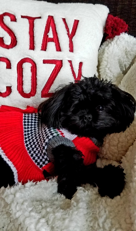 Entry image for Macy Mae. Clicking this image will show a larger photo