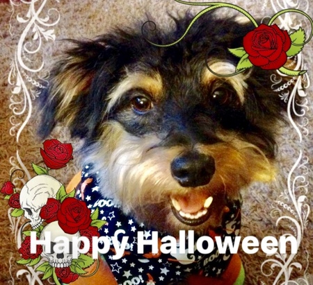 Entry image for MaxHarleigh. Clicking this image will show a larger photo