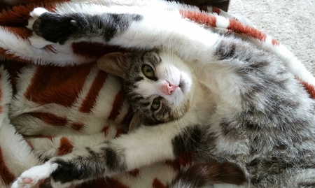Entry image for Rascal. Clicking this image will show a larger photo