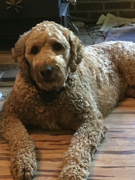 Entry image for Samson. Clicking this image will show a larger photo