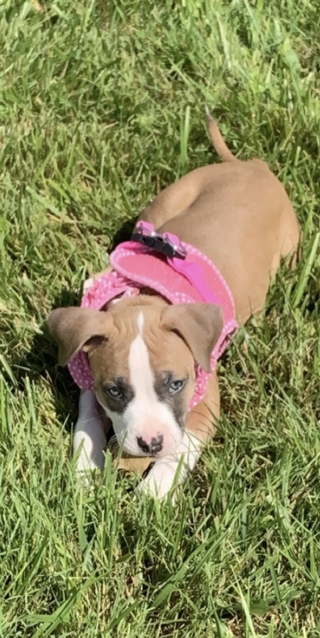 Entry image for Lily . Clicking this image will show a larger photo