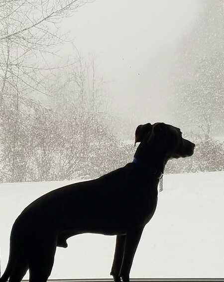 Entry image for Bandit . Clicking this image will show a larger photo