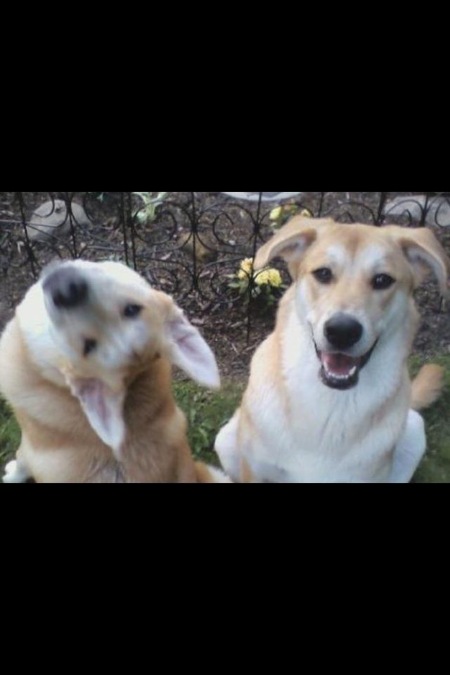 Entry image for Parker and Winston. Clicking this image will show a larger photo