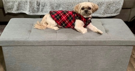 Entry image for Buddy . Clicking this image will show a larger photo