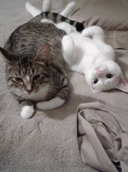 Entry image for BELLA  AND  CHLOE MORAN. Clicking this image will show a larger photo