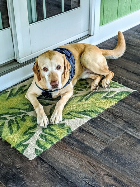 Entry image for Albert. Clicking this image will show a larger photo