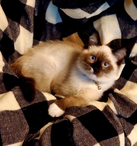 Entry image for Ringo. Clicking this image will show a larger photo