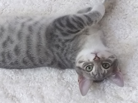 Entry image for Pixie. Clicking this image will show a larger photo