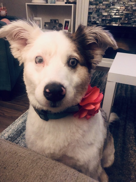 Entry image for Annie. Clicking this image will show a larger photo