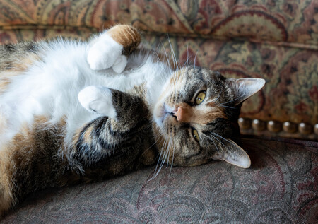 Entry image for Callie. Clicking this image will show a larger photo