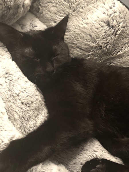 Ziva