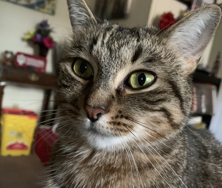 Tinkerbell