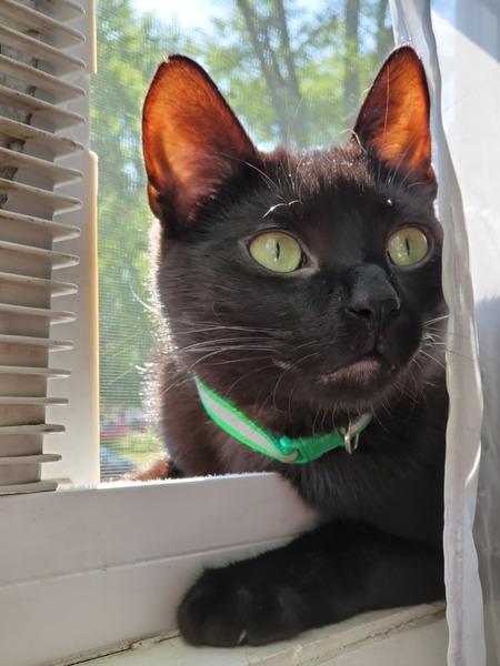 Binx