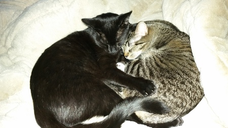 Pugsley and Minnie