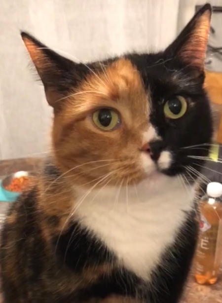 Kitty Meow 