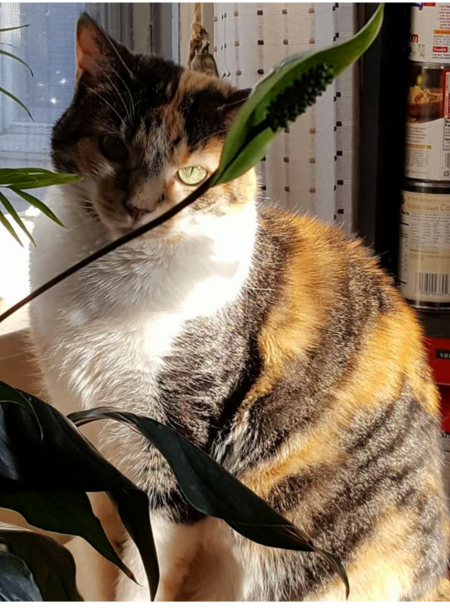 MaggieMae