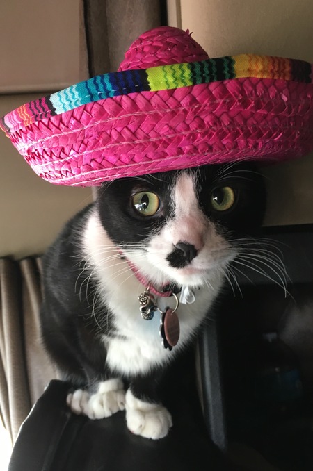MiGato