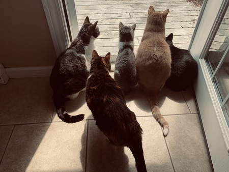 Hossa, Narnia, Dexter, Hilo, and Nessie. 