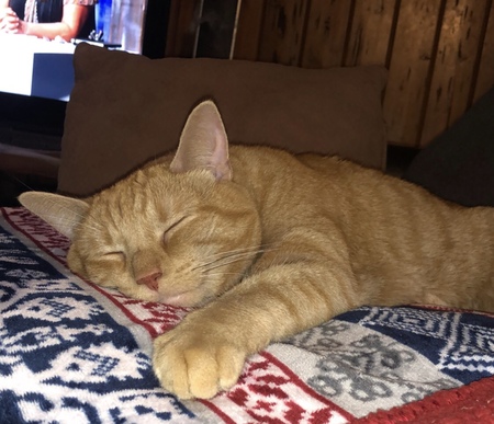 Simba