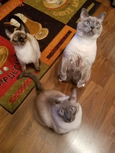 Milo, Finn and Chow