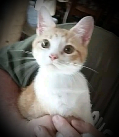 Billy Cricket 